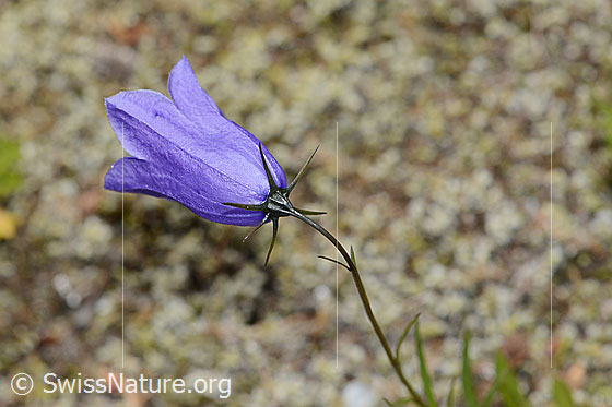 Photo: Campanula scheuchzeri. Blossom. View diagonally from behind.