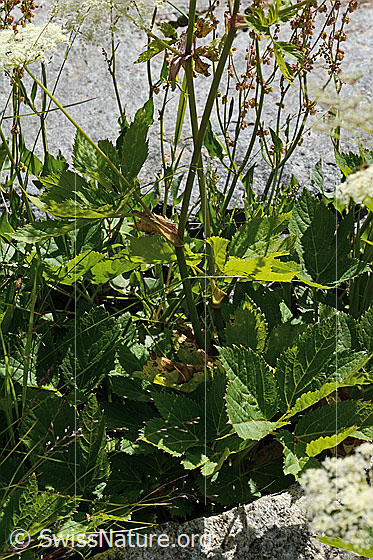 Photo: Peucedanum ostruthium. Stem and leaves.
