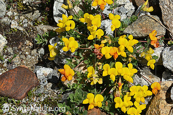 Foto: Alpen-Hornklee (Lotus alpinus). Ganze Pflanze (Habitus).