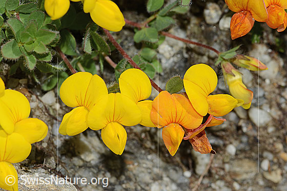 Photo: Lotus alpinus. Blossoms.