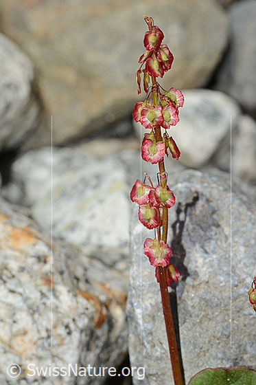 Photo: Oxyria digyna. Blossoms and stem.