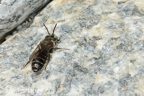 Photo: Probably Hoplitis loti. Length 13mm. Male. View from side back.