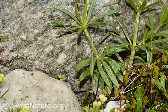 Foto: Ungleichblättriges Labkraut (Galium anisophyllon). Stängel und Blätter.