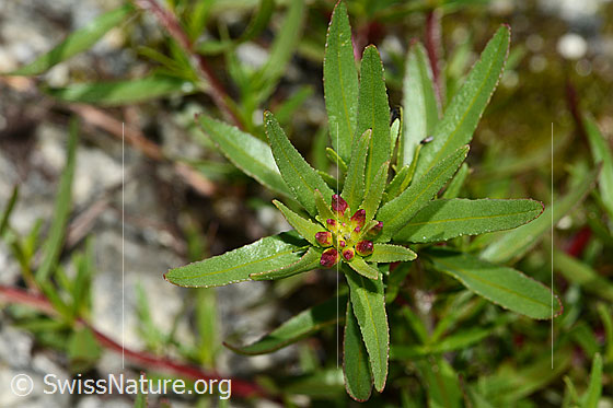 Photo: Epilobium fleischeri. Leaves and buds.