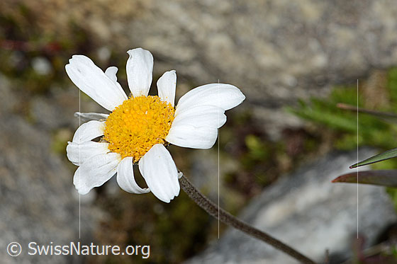 Foto: Gewöhnliche Alpenmargerite (Leucanthemopsis alpina). Blüte.