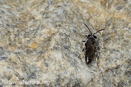 Photo: Hylaeus confusus. Length 7mm. Male. View from behind.