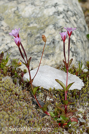 Foto: Alpen-Weidenröschen (Epilobium anagallidifolium). Ganze Pflanze (Habitus). Höhe: 5cm.