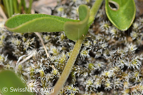 Foto: Felsen-Ehrenpreis (Veronica fruticans). Stängel und Blätter.