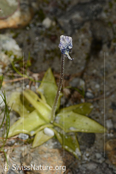 Foto: Dünnsporniges Fettblatt (Pinguicula leptoceras). Ganze Pflanze (Habitus). Verblüht.