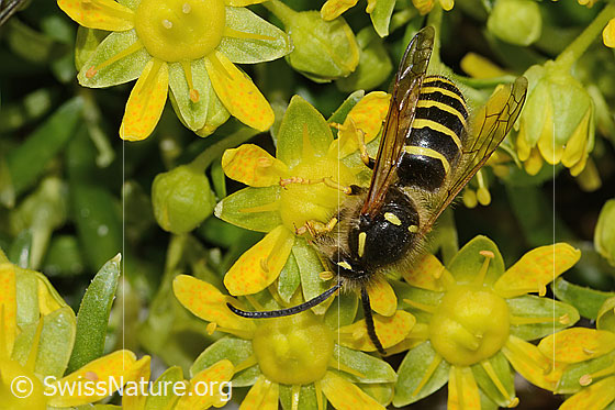 Foto: Waldwespe (Dolichovespula sylvestris) auf Bewimpertem Steinbrech (Saxifraga aizoides). Länge 15mm. Ansicht von vorne oben.