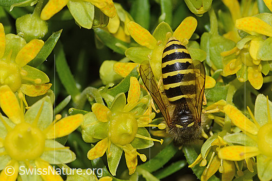 Foto: Waldwespe (Dolichovespula sylvestris) auf Bewimpertem Steinbrech (Saxifraga aizoides). Länge 15mm. Ansicht von oben.