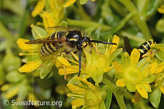 Foto: Waldwespe (Dolichovespula sylvestris) auf Bewimpertem Steinbrech (Saxifraga aizoides). Länge 15mm. Ansicht von schräg vorne.
