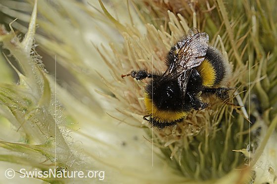 Photo: Bombus cryptarum on Cirsium spinosissimum. Length 16mm. View from above.