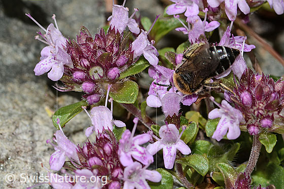 Foto: Alpen-Seidenbiene (Colletes impunctatus) auf Vielhaariger Thymian (Thymus praecox ssp. polytrichus). Länge 11mm. Weibchen. Ansicht von hinten oben.