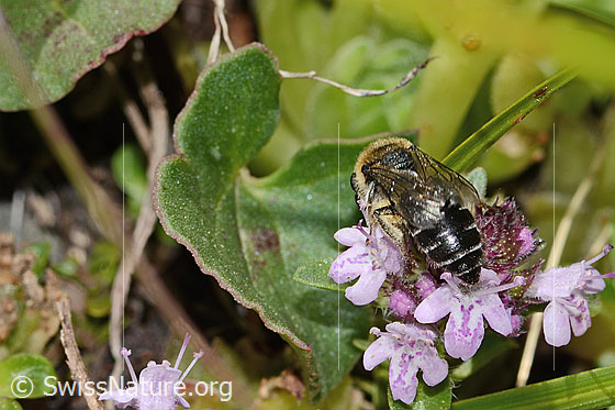 Foto: Alpen-Seidenbiene (Colletes impunctatus) auf Vielhaariger Thymian (Thymus praecox ssp. polytrichus). Länge 11mm. Weibchen. Ansicht von hinten.
