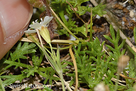 Foto: Felsen-Leimkraut (Silene rupestris). Blüte, Kelch, Stängel und Blätter.