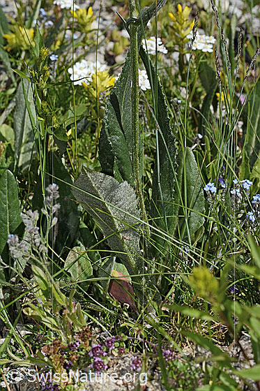 Photo: Senecio doronicum. Leaves and stem.