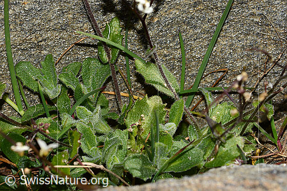 Foto: Alpen-Gänsekresse (Arabis alpina). Blätter und Stängel.