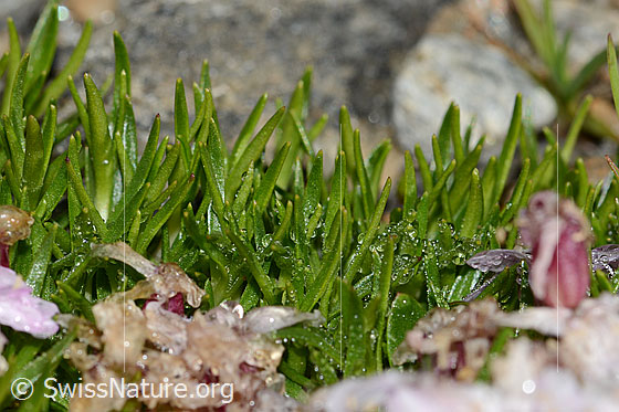 Foto: Kalk-Polsternelke (Silene acaulis). Blätter.