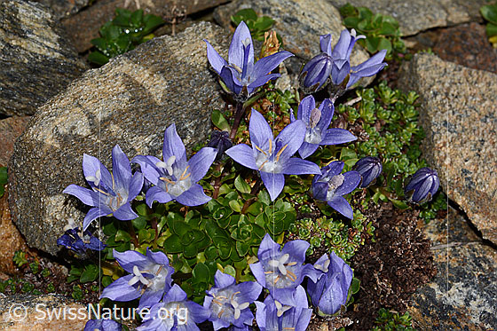 Photo: Campanula cenisia. Whole plant (habiti).
