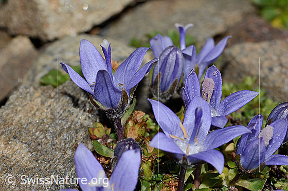 Foto: Mont Cenis-Glockenblume (Campanula cenisia). Blüten.