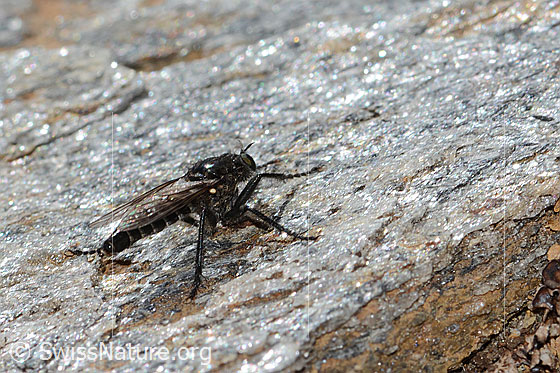 Foto: Kleine Makelfliege (Cyrtopogon lateralis). Länge 10mm. Weibchen. Ansicht von seitlich hinten.