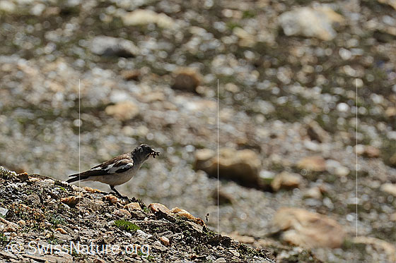 Foto: Schneesperling (Montifringilla nivalis). Ansicht von der Seite. Der Vogel trägt zahlreiche Raupen im Schnabel.