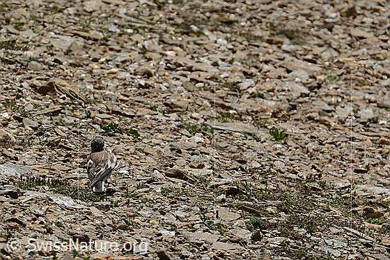 Foto: Schneesperling (Montifringilla nivalis). Ansicht von hinten.