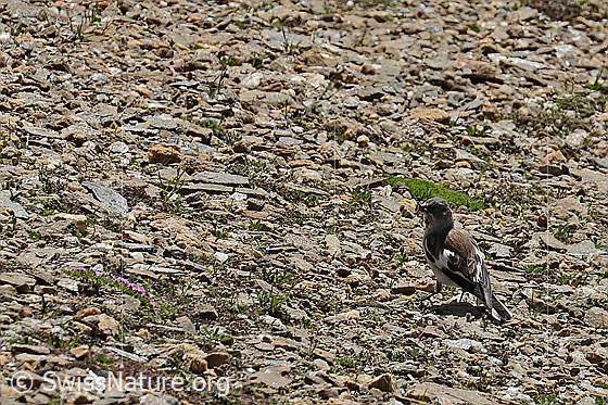Foto: Schneesperling (Montifringilla nivalis). Ansicht von seitlich hinten.