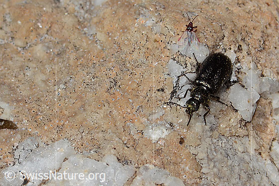 Foto: Dasytes obscurus (Wollhaarkäfer). Länge 5mm. Ansicht von vorne oben.