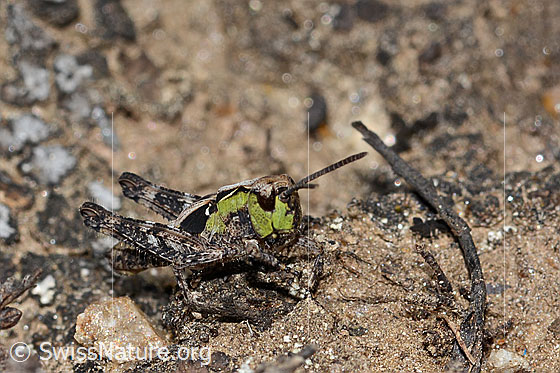 Photo: Gomphocerus sibiricus. Length 10mm. Nymph stage 4. View from side front.