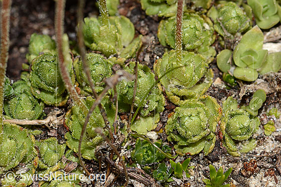 Photo: Saxifraga exarata. Leaf rosettes and stems.