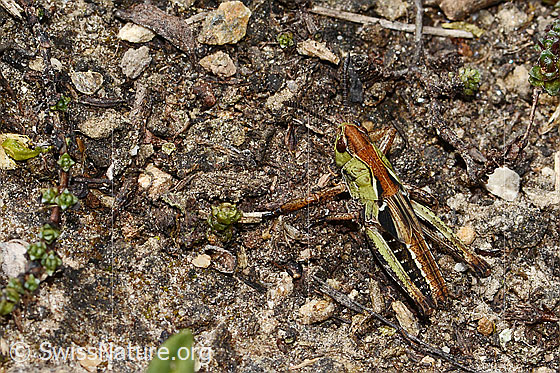 Photo: Gomphocerus sibiricus. Length 20mm. Nymph stage 4. View from the rear side at the top.