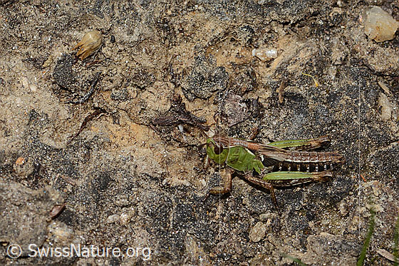 Photo: Gomphocerus sibiricus. Length 16mm. Nymph stage 4. View from the side above.