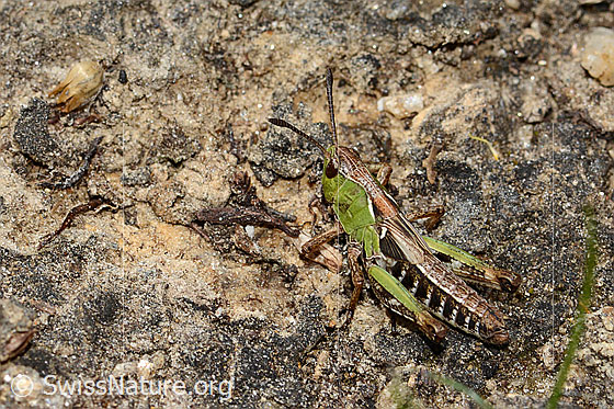 Photo: Gomphocerus sibiricus. Length 16mm. Nymph stage 4. View from diagonally above.