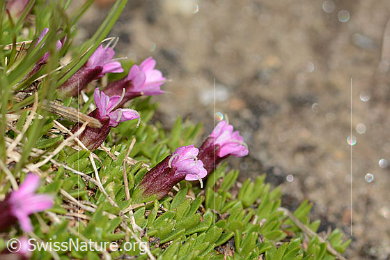 Foto: Kalk-Polsternelke (Silene acaulis). Blüten und Blätter.