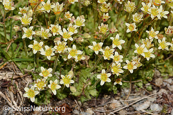 Photo: Saxifraga exarata. Blossoms.