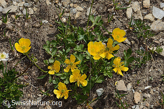 Photo: Probably Ranunculus montanus. Whole plant (habiti). View from above.