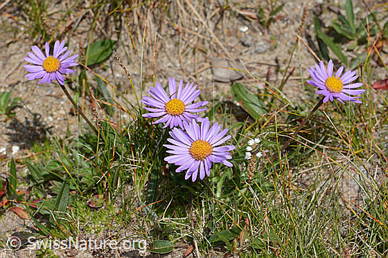 Photo: Aster alpinus. Whole plant (habiti).