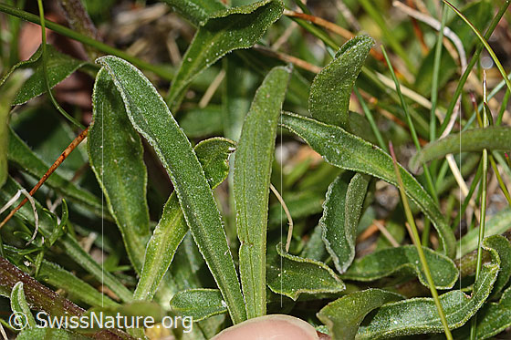 Foto: Alpen-Aster (Aster alpinus). Blattoberseite. Blattunterseite.