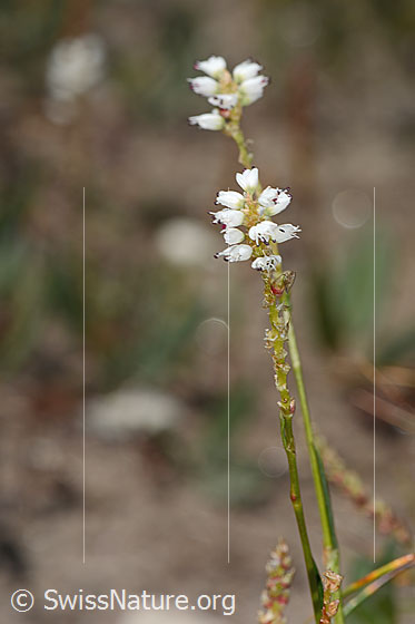 Photo: Polygonum viviparum. Blossoms and stem. Height: 12.5cm.
