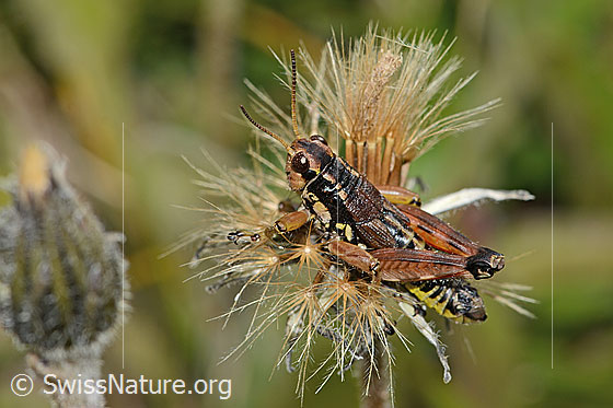 Photo: Podisma pedestris. Length 18mm. Male. View from the side above.