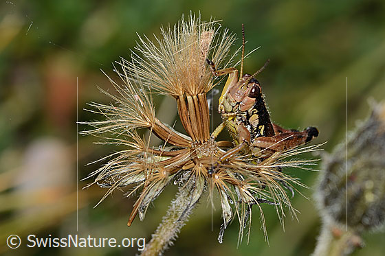 Photo: Podisma pedestris. Length 18mm. Male. View from the front at an angle.
