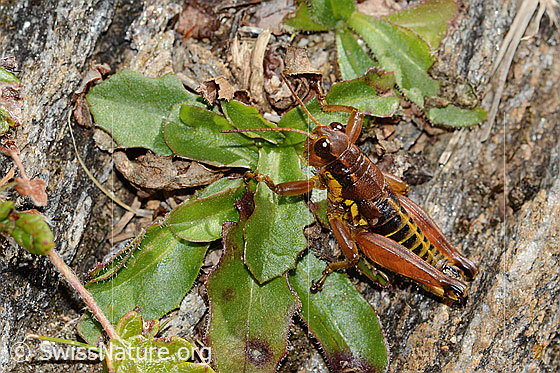 Photo: Podisma pedestris. Length 23mm. Male. View from above.