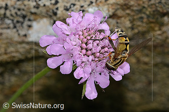 Foto: Grosse Sumpfschwebfliege (Helophilus trivittatus) auf Glänzender Skabiose (Scabiosa lucida). Länge 16mm. Weibchen. Flügel halb geöffnet. Ansicht von seitlich oben.