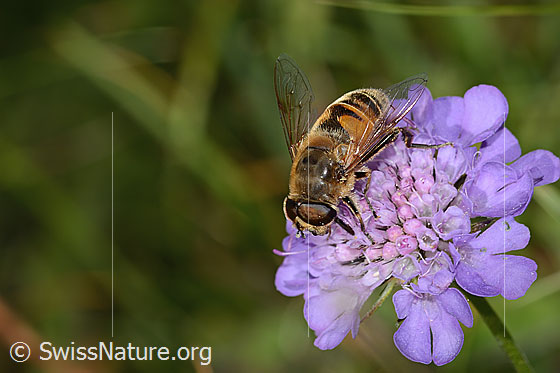 Foto: Mistbiene (Eristalis tenax) auf Glänzender Skabiose (Scabiosa lucida). Länge 16mm. Weibchen. Ansicht von seitlich oben.