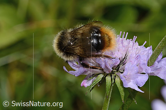 Foto: Wahrscheinlich Pyrenäenhummel (Bombus pyrenaeus) auf Glänzender Skabiose (Scabiosa lucida). Länge 20mm. Königin. Ansicht von oben.