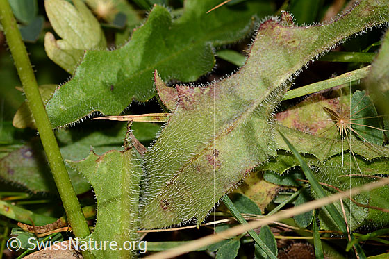 Foto: Wahrscheinlich Gewöhnliches Raues Milchkraut (Leontodon hispidus ssp. hispidus). Blattunterseite.