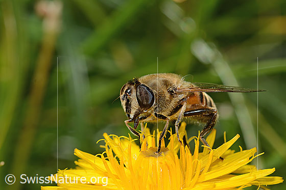 Foto: Mistbiene (Eristalis tenax) auf Steifhaarigem Milchkraut (Leontodon hispidus ssp. hispidus). Länge 16mm. Weibchen. Ansicht von schräg vorne.