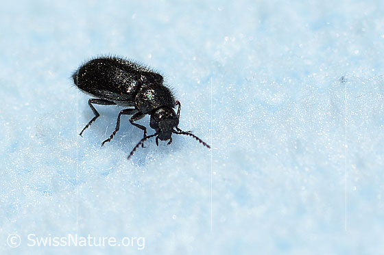 Photo: Dasytes obscurus. Length 6mm. View diagonally from the front.